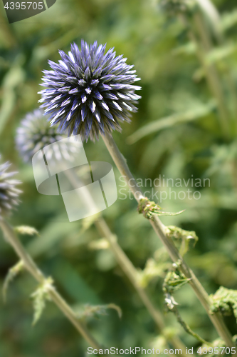 Image of Southern globethistle flower