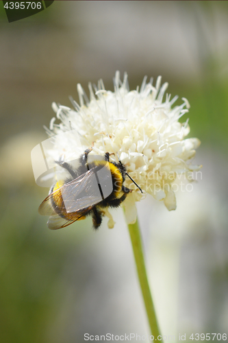 Image of Bumblebee close up