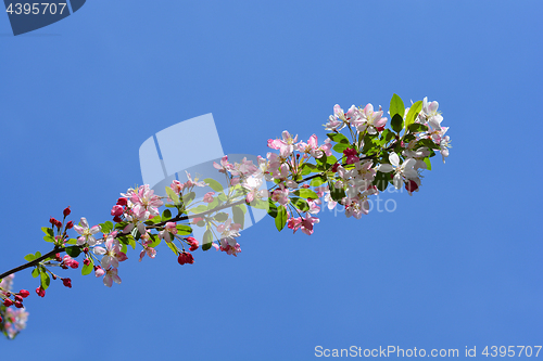 Image of Japanese flowering crabapple