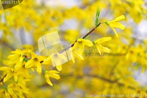 Image of Forsythia Yellow Flowers