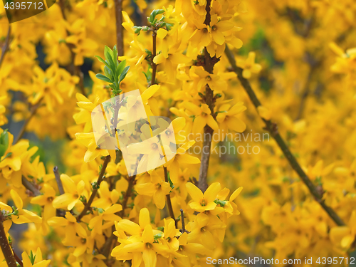 Image of Yellow Forsythia Flowers 