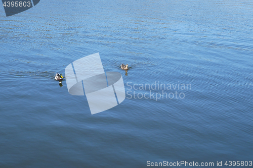 Image of Pair of wild duck floats on water surface 