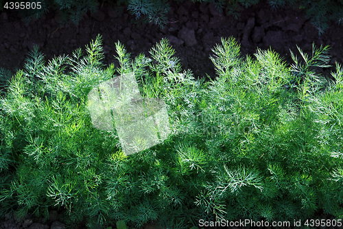 Image of green fennel grows on soil 