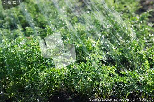 Image of rain waters on green organic food