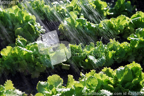 Image of rain waters on organic food