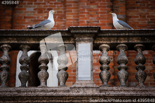 Image of Two pigeons in Venice, Italy