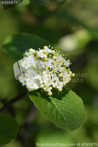 Image of Wayfaring tree