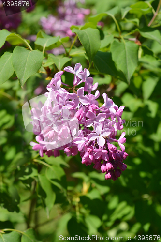 Image of Pink lilac