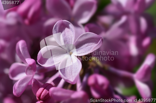 Image of Pink lilac