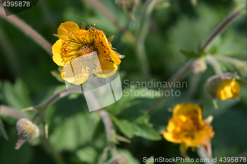 Image of Dwarf orange avens