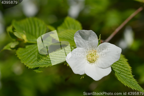 Image of White flower close up