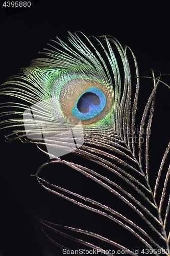 Image of Peacock feather