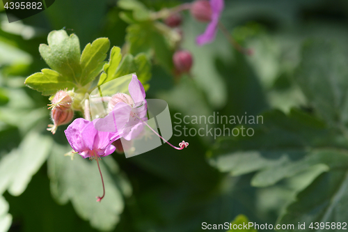 Image of Bigroot geranium