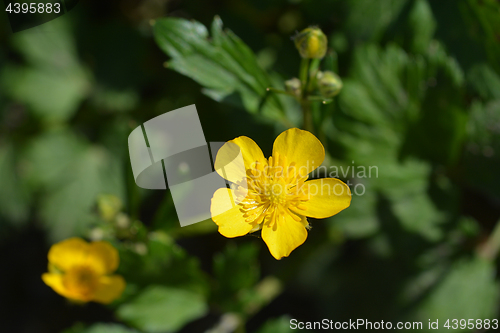 Image of Creeping buttercup