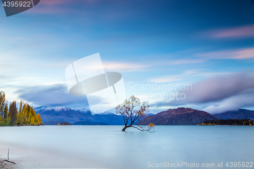 Image of Wanaka tree in sunrise, New Zealand