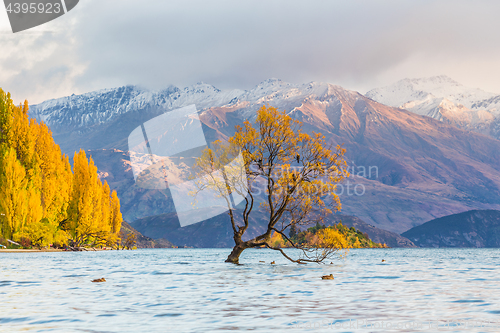 Image of Wanaka tree in sunrise, New Zealand