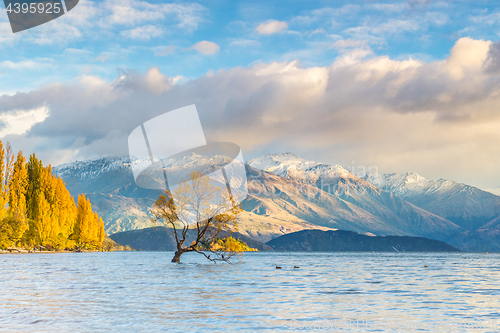 Image of Wanaka tree in sunrise, New Zealand