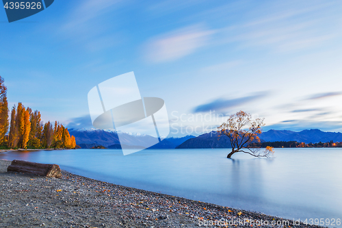 Image of Wanaka tree in sunrise, New Zealand