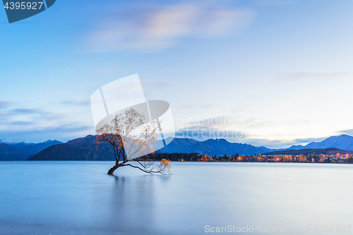 Image of Wanaka tree in sunrise, New Zealand