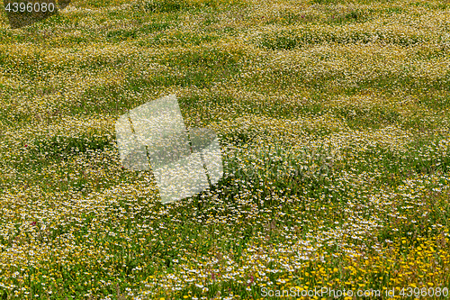 Image of Spring flower meadow