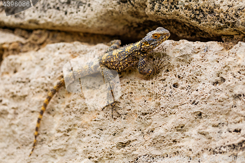 Image of Lizard sitting on the stone