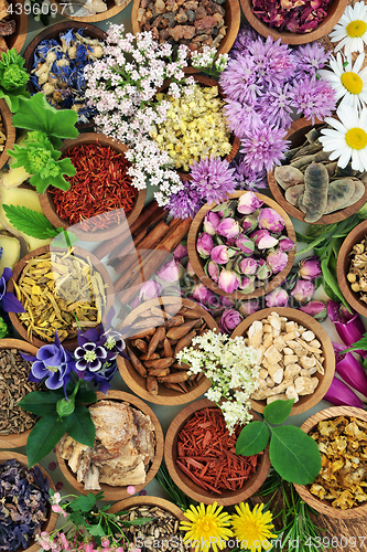 Image of Medicinal Flowers and Herbs