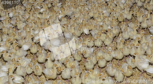Image of Turkey Chicks Background