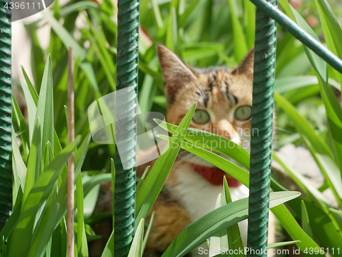 Image of Cat in grass behind metal fence