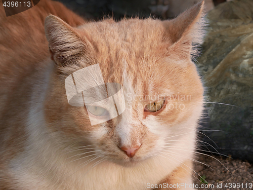 Image of Reddish Cat Portrait Outdoors