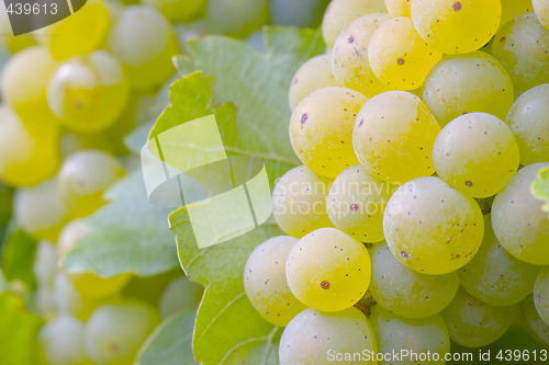 Image of White grapes on the vine