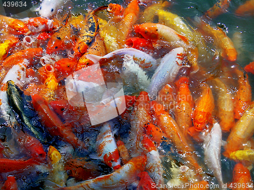 Image of goldfishes