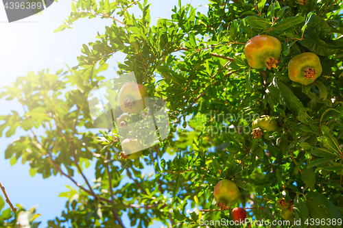 Image of Green pomegranate on tree