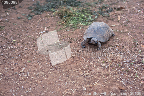 Image of Turtle on the land