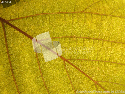 Image of Leaf texture