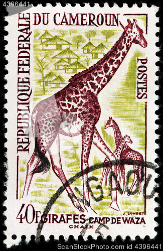 Image of African Giraffes Stamp