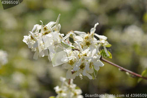 Image of Snowy mespilus