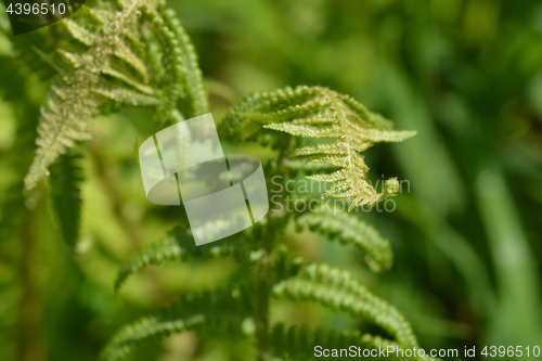 Image of Common fern