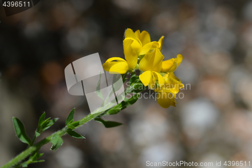 Image of Spanish Gorse