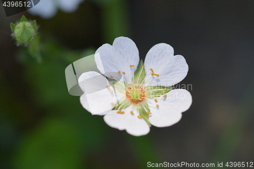 Image of Rock cinquefoil