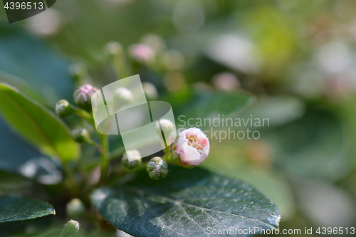 Image of Peking cotoneaster