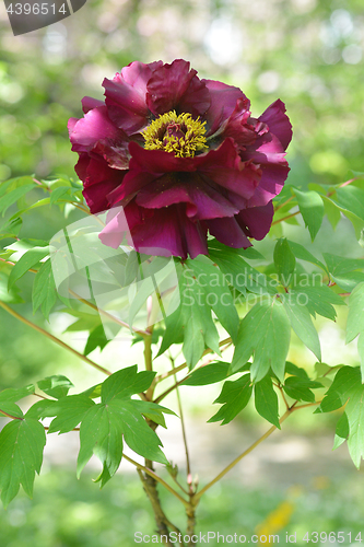 Image of Tree peony