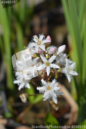 Image of Bogbean flowers