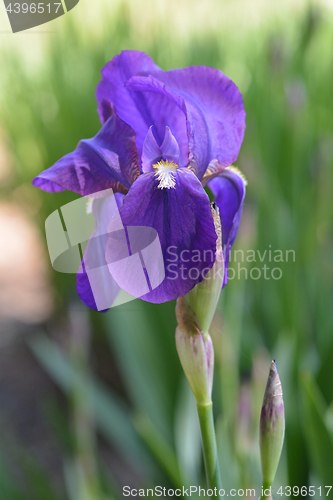 Image of Illyrian Iris