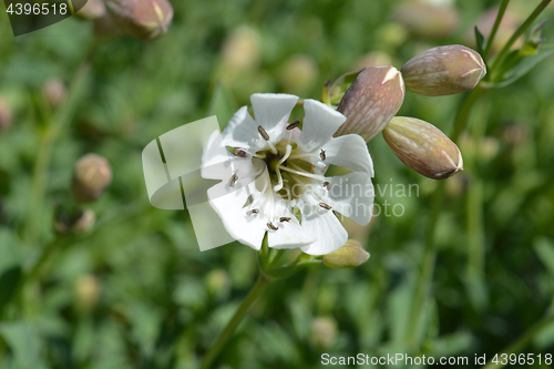 Image of Sea campion flower