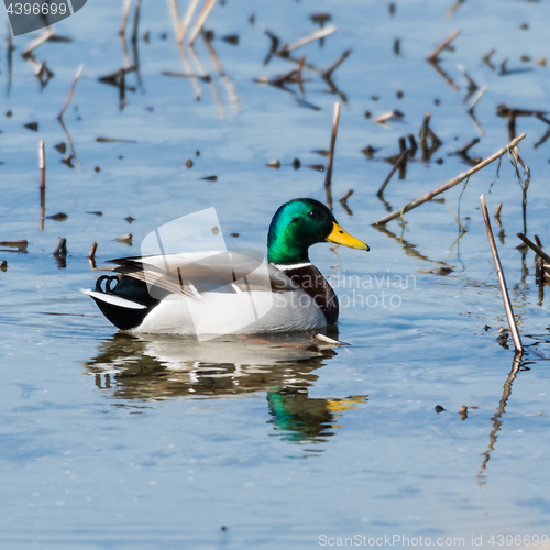 Image of Beautiful mallard in natural habitat