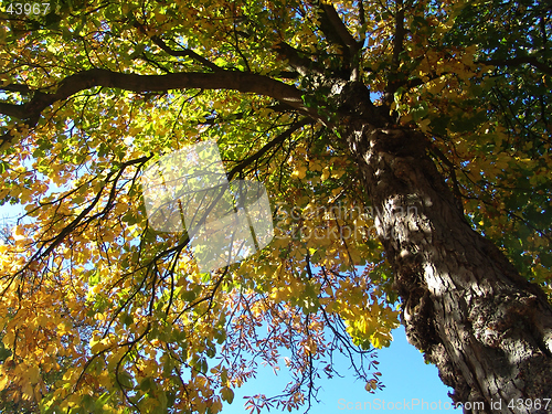 Image of autumn chestnut tree