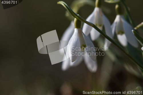 Image of Beautiful snowdrops by early spring season