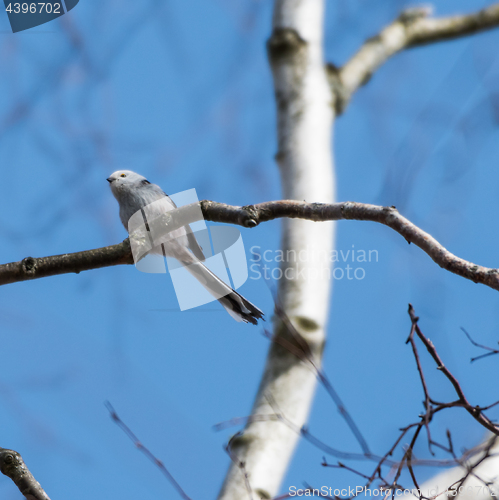 Image of Cute Long-tailed Tit on a twig