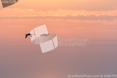 Image of Flying swans by a colorful sky