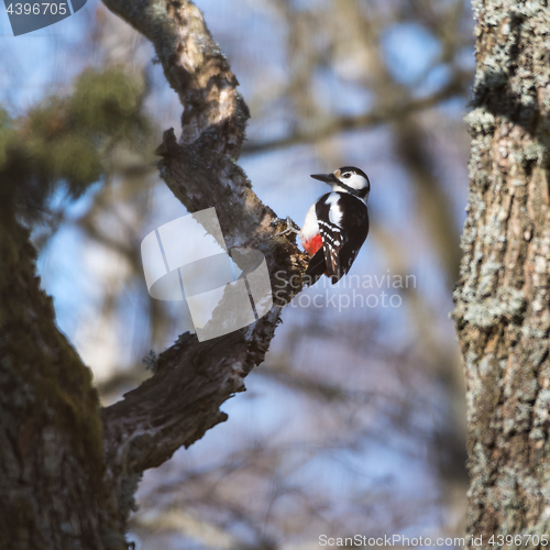 Image of Woodpecker in a tree